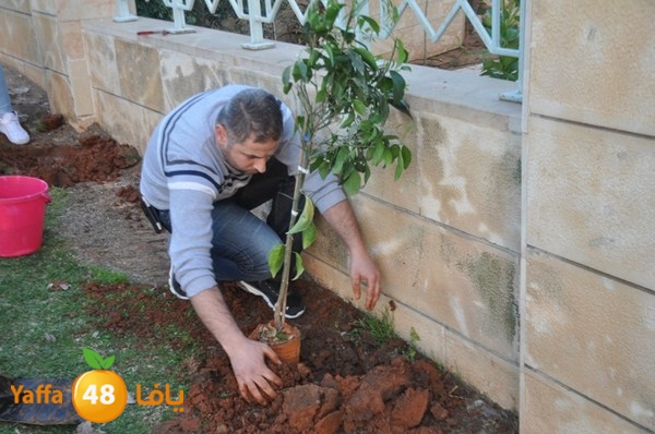 trees yaffa jamhairea (2).JPG